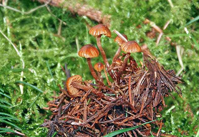 Galerina nana   (Petri)    Khner